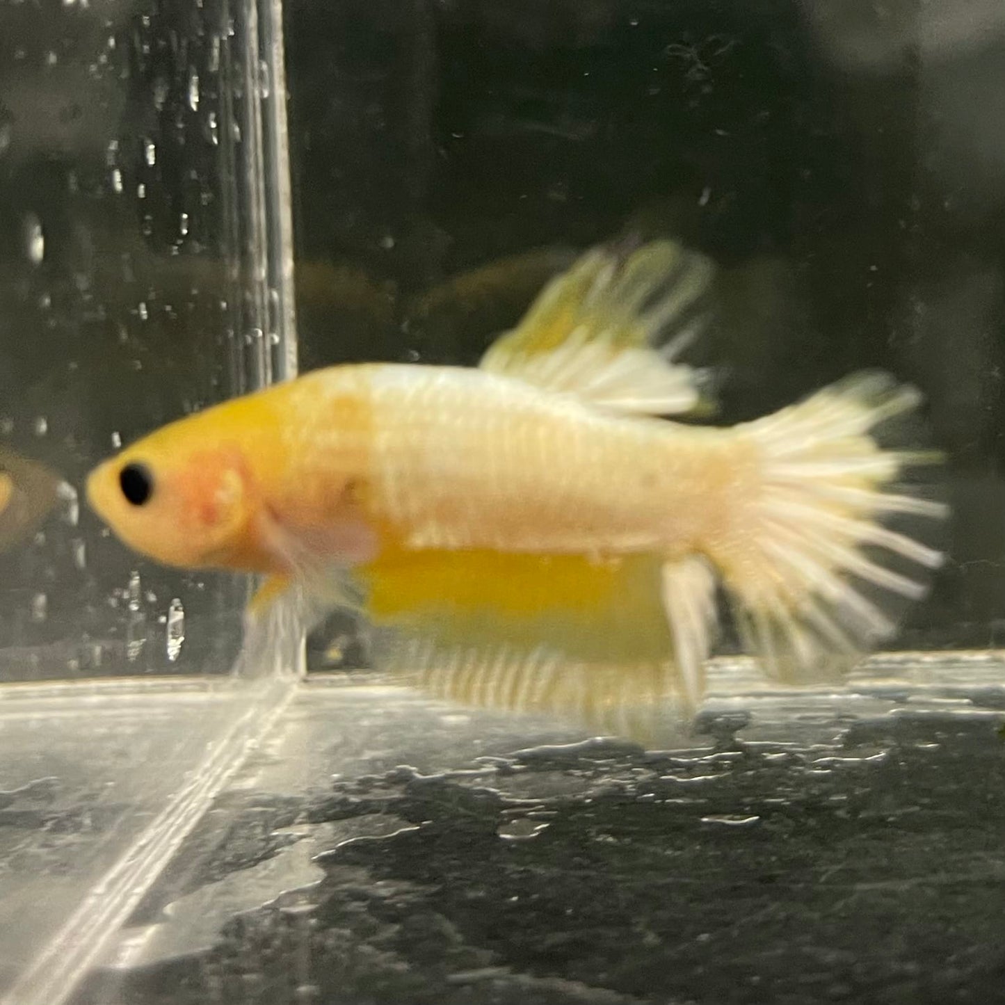 the-fish-farm Premium Male Betta Fancy Plakat Betta Male - One Only - 19 Buy this Premium Male Plakat Betta - One Only The Fish Farm Australia