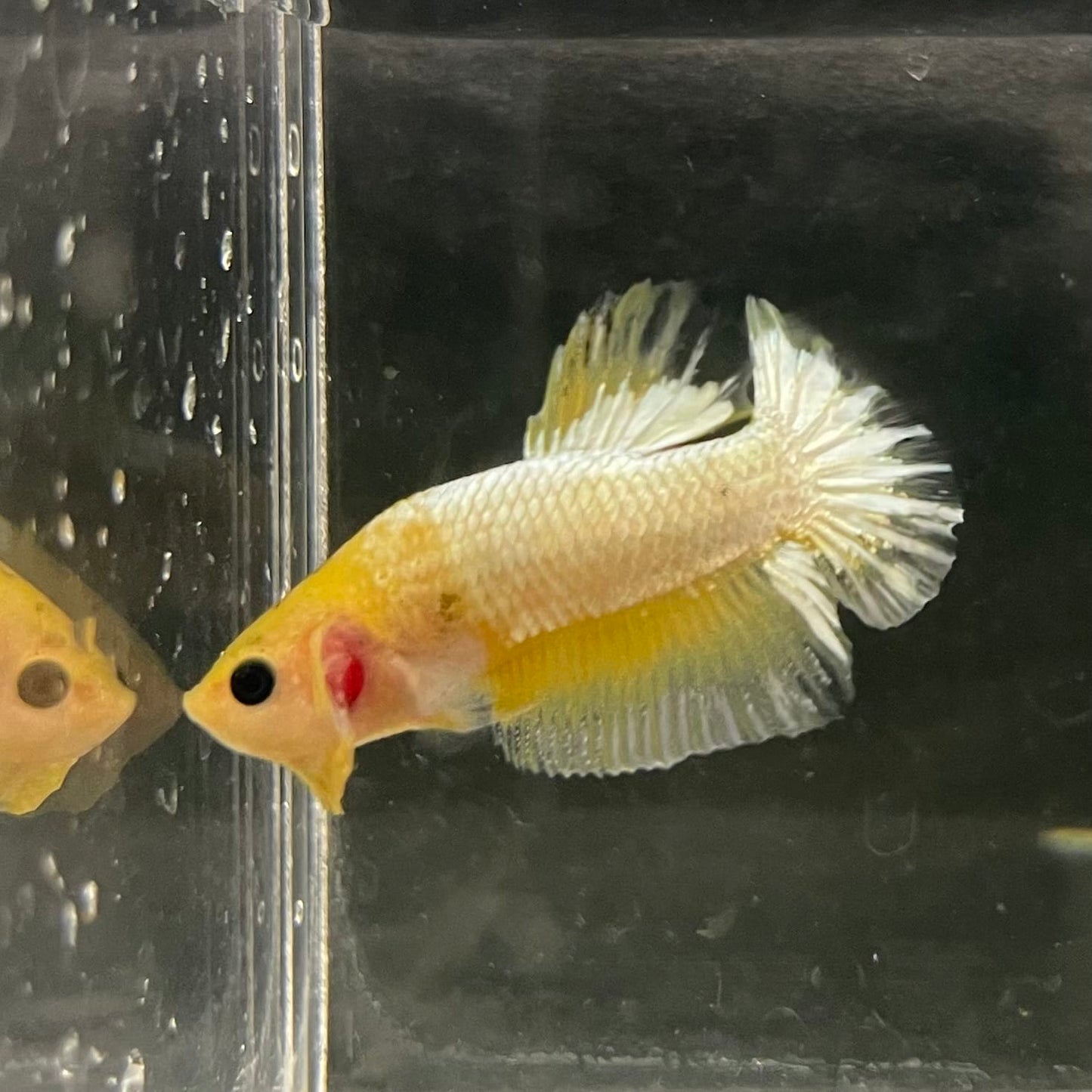the-fish-farm Premium Male Betta Fancy Plakat Betta Male - One Only - 19 Buy this Premium Male Plakat Betta - One Only The Fish Farm Australia