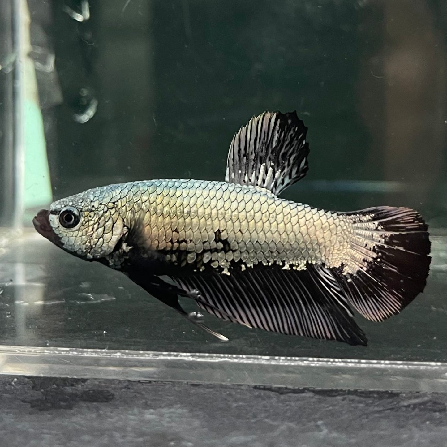 the-fish-farm Premium Male Betta Fancy Plakat Betta Male - One Only - 2 Buy this Premium Male Plakat Betta - One Only The Fish Farm Australia