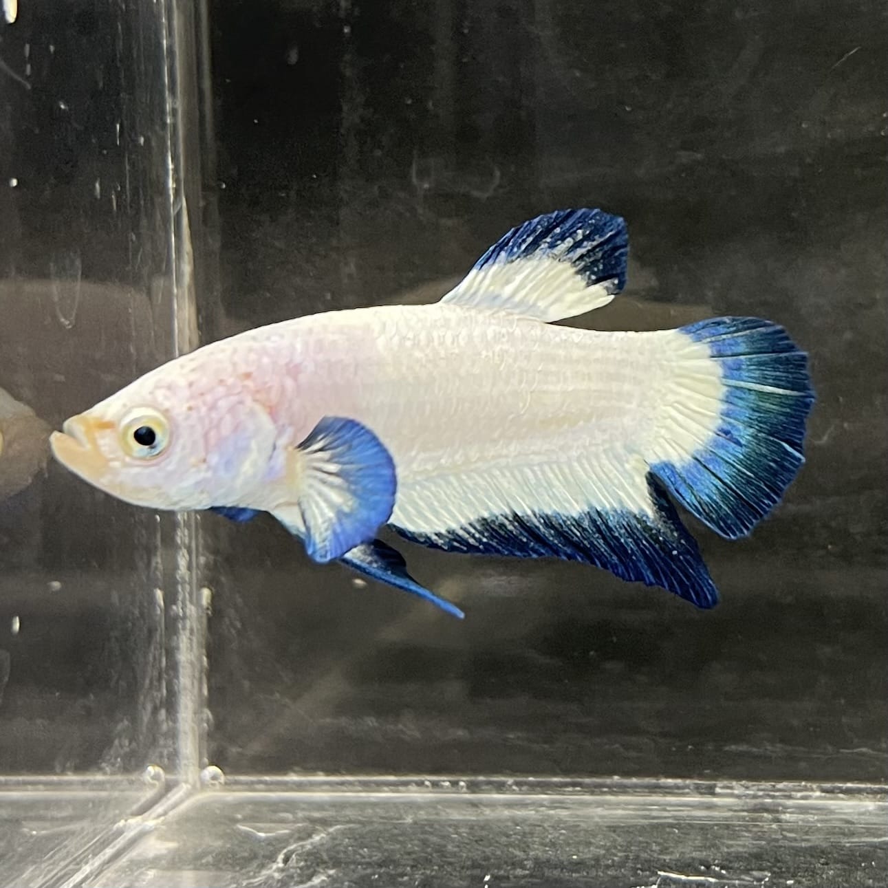 the-fish-farm Premium Male Betta Fancy Plakat Betta Male - One Only - 2 Buy this Premium Male Plakat Betta - One Only The Fish Farm Australia