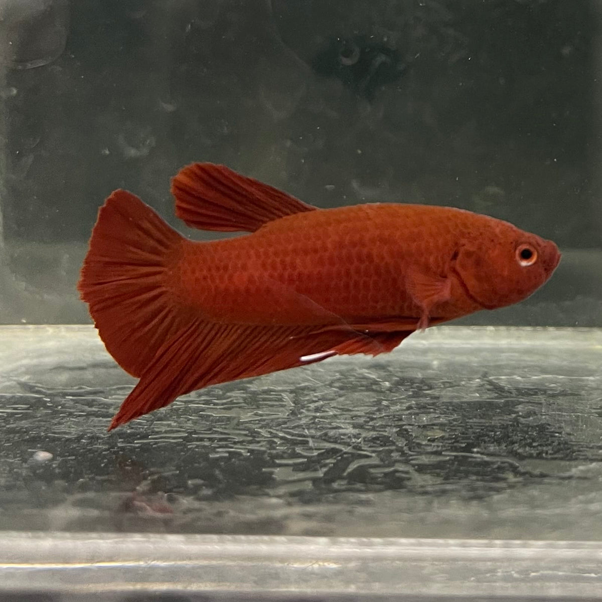 the-fish-farm Premium Male Betta Fancy Plakat Betta Male - One Only - 2 Buy this Premium Male Plakat Betta - One Only The Fish Farm Australia