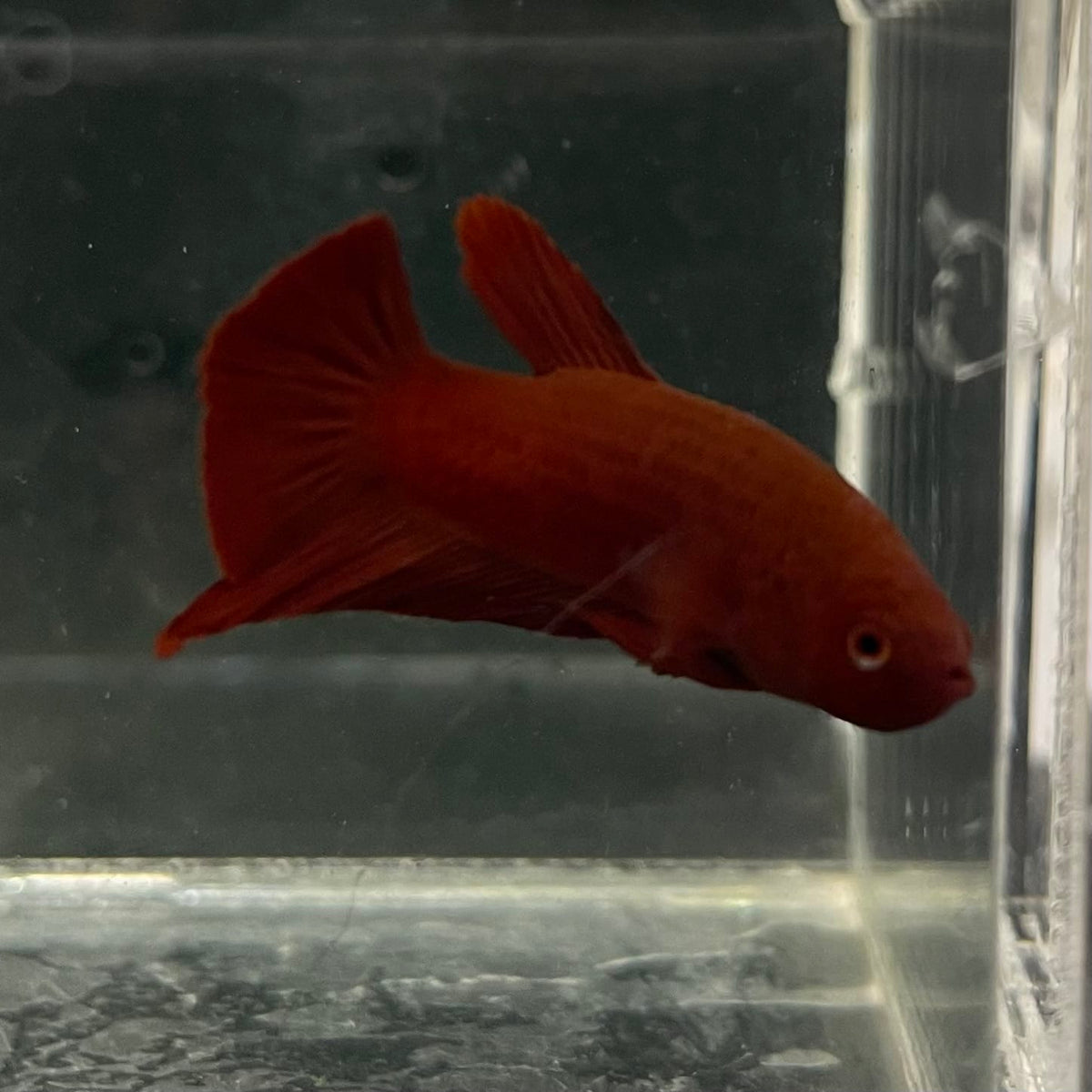the-fish-farm Premium Male Betta Fancy Plakat Betta Male - One Only - 2 Buy this Premium Male Plakat Betta - One Only The Fish Farm Australia