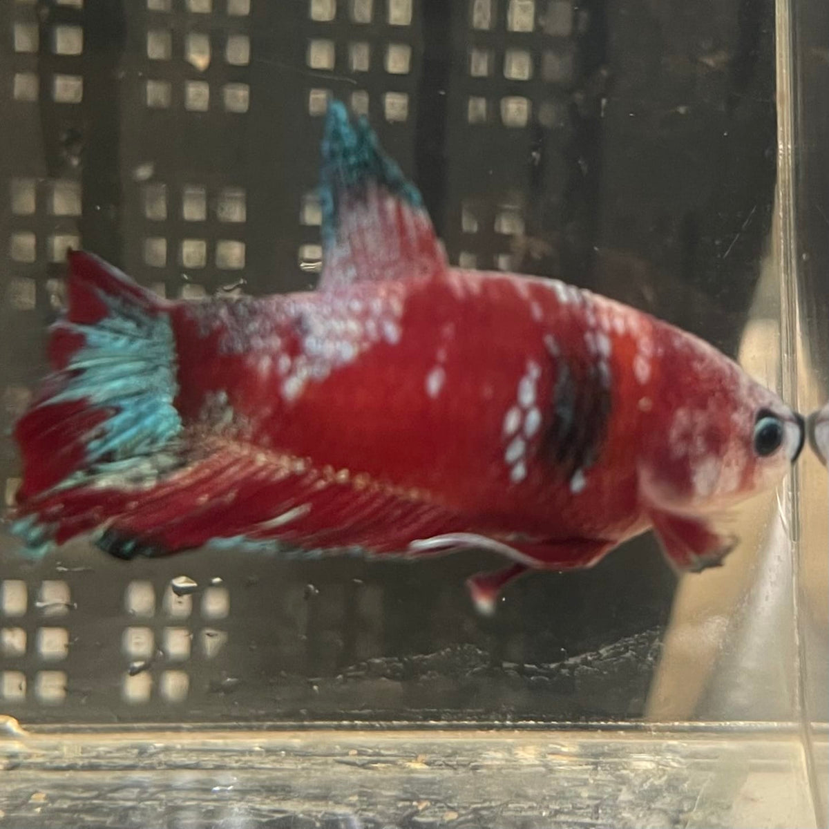 the-fish-farm Premium Male Betta Fancy Plakat Betta Male - One Only - 2 Buy this Premium Male Plakat Betta - One Only The Fish Farm Australia