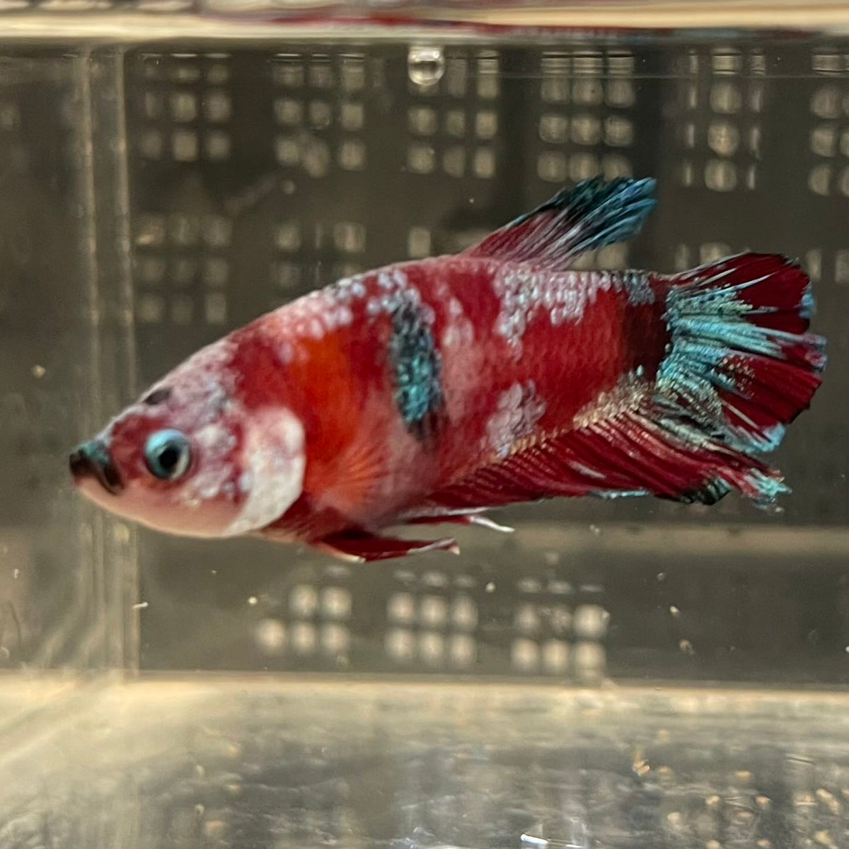 the-fish-farm Premium Male Betta Fancy Plakat Betta Male - One Only - 2 Buy this Premium Male Plakat Betta - One Only The Fish Farm Australia
