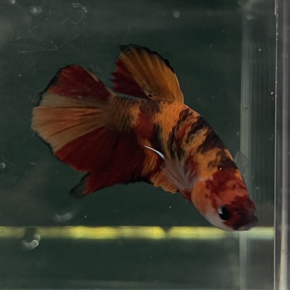 the-fish-farm Premium Male Betta Fancy Plakat Betta Male - One Only - 20 Buy this Premium Male Plakat Betta - One Only The Fish Farm Australia