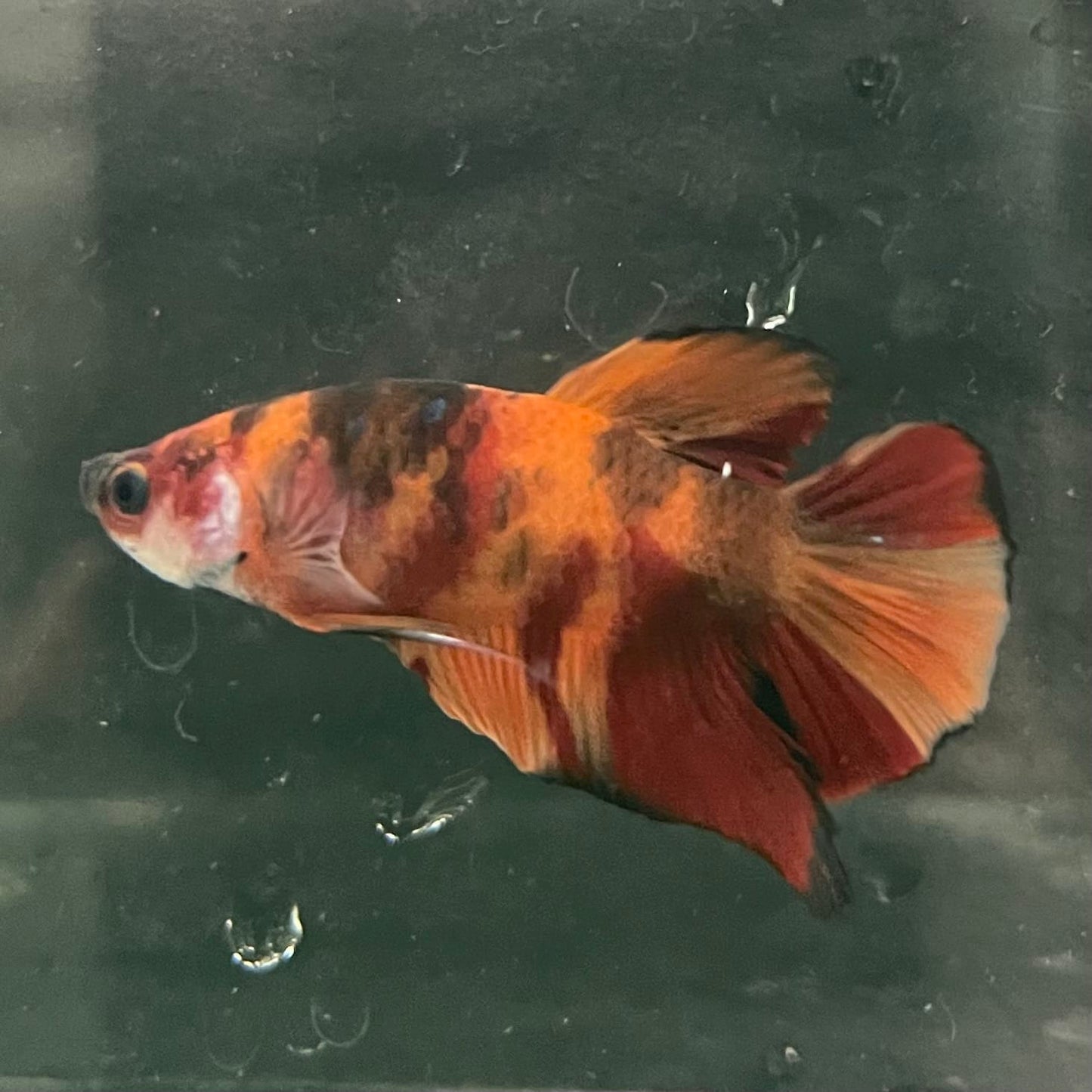 the-fish-farm Premium Male Betta Fancy Plakat Betta Male - One Only - 20 Buy this Premium Male Plakat Betta - One Only The Fish Farm Australia