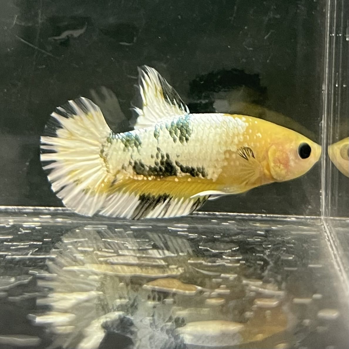 the-fish-farm Premium Male Betta Fancy Plakat Betta Male - One Only - 3 Buy this Premium Male Plakat Betta - One Only The Fish Farm Australia
