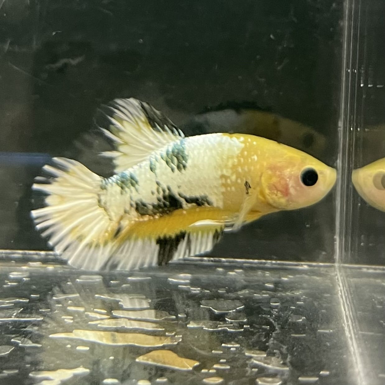 the-fish-farm Premium Male Betta Fancy Plakat Betta Male - One Only - 3 Buy this Premium Male Plakat Betta - One Only The Fish Farm Australia