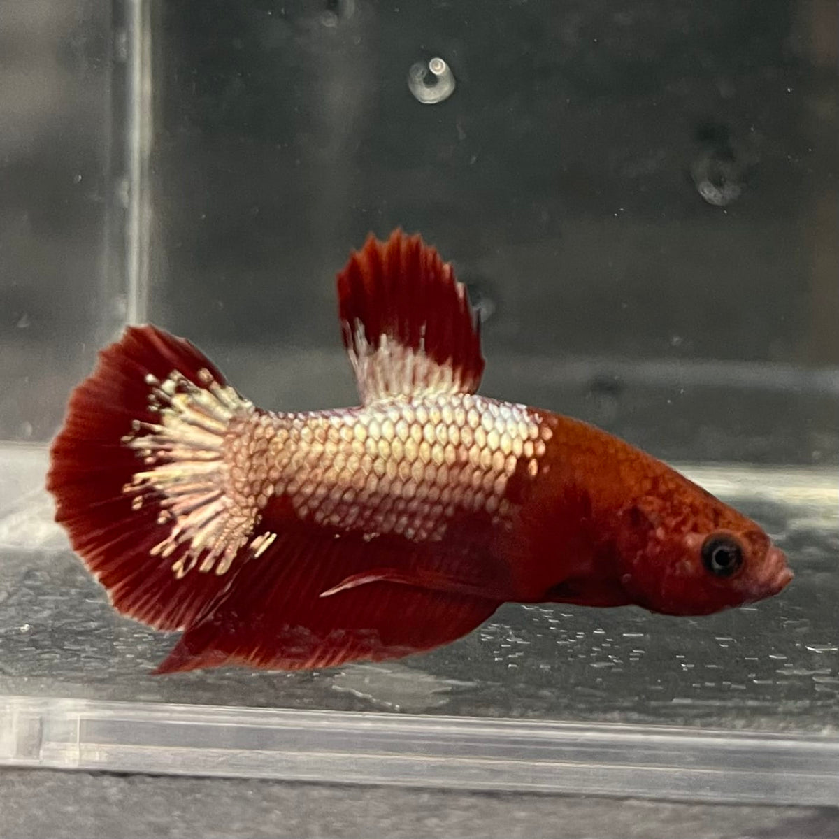 the-fish-farm Premium Male Betta Fancy Plakat Betta Male - One Only - 3 Buy this Premium Male Plakat Betta - One Only The Fish Farm Australia