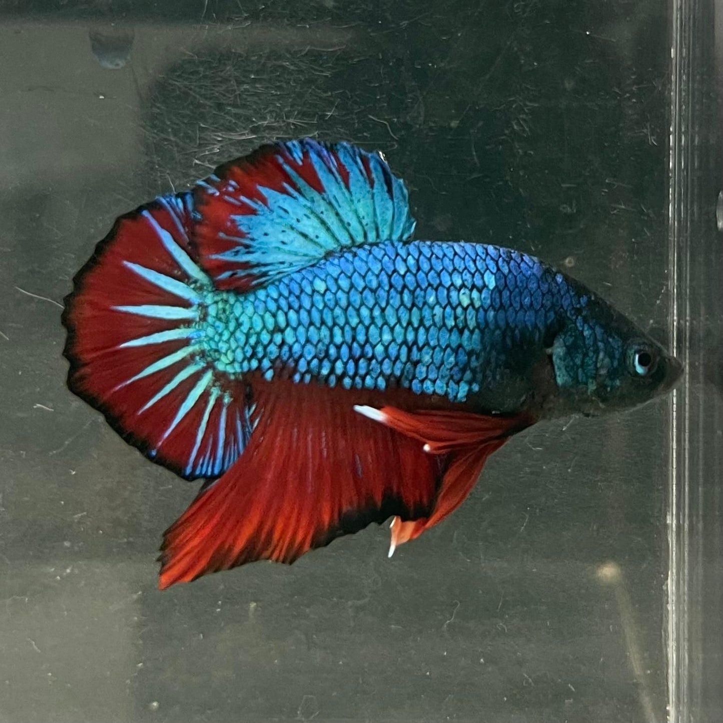 the-fish-farm Premium Male Betta Fancy Plakat Betta Male - One Only - 4 Buy this Nemo White Plakat Male Betta - One Only in Australia