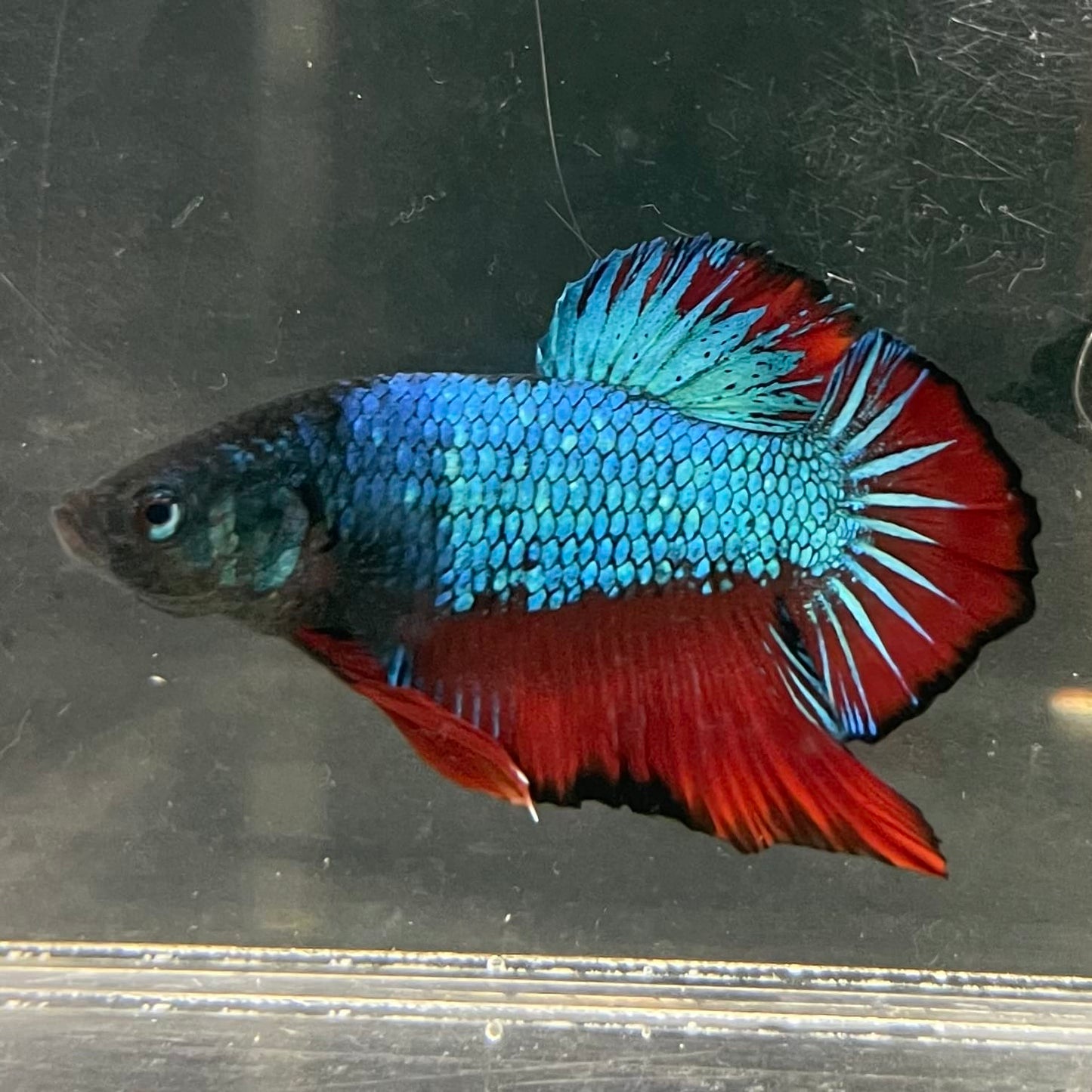 the-fish-farm Premium Male Betta Fancy Plakat Betta Male - One Only - 4 Buy this Nemo White Plakat Male Betta - One Only in Australia