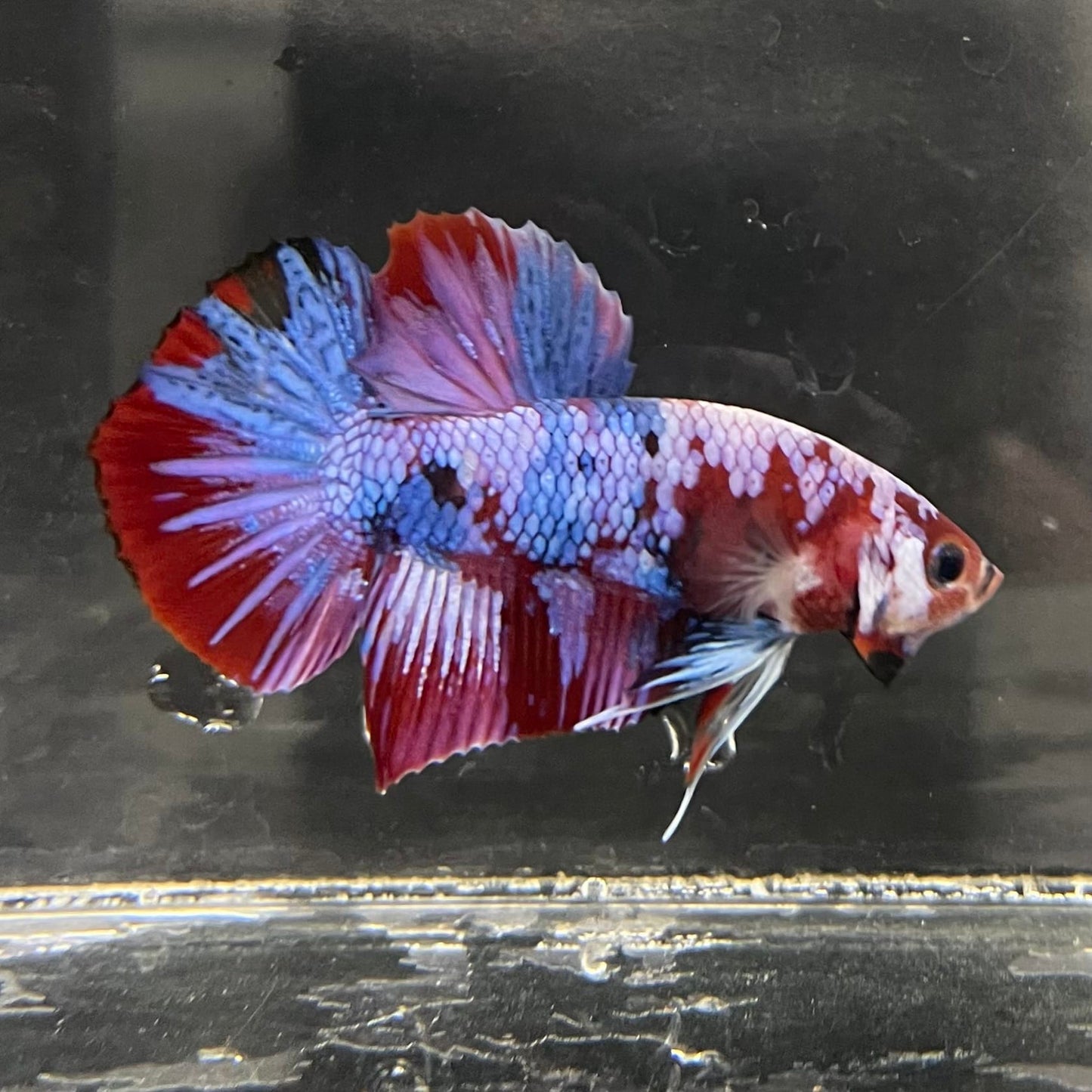 the-fish-farm Premium Male Betta Fancy Plakat Betta Male - One Only - 4 Buy this Premium Male Plakat Betta - One Only The Fish Farm Australia