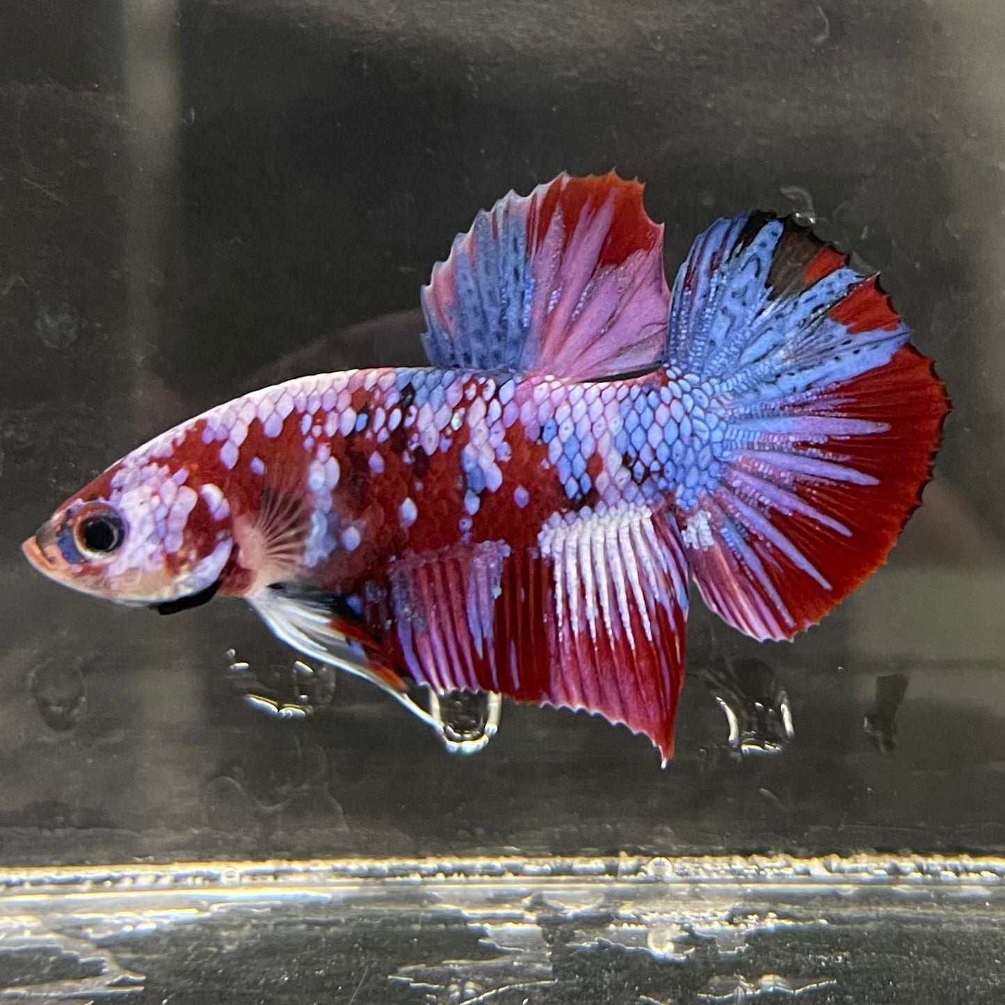 the-fish-farm Premium Male Betta Fancy Plakat Betta Male - One Only - 4 Buy this Premium Male Plakat Betta - One Only The Fish Farm Australia