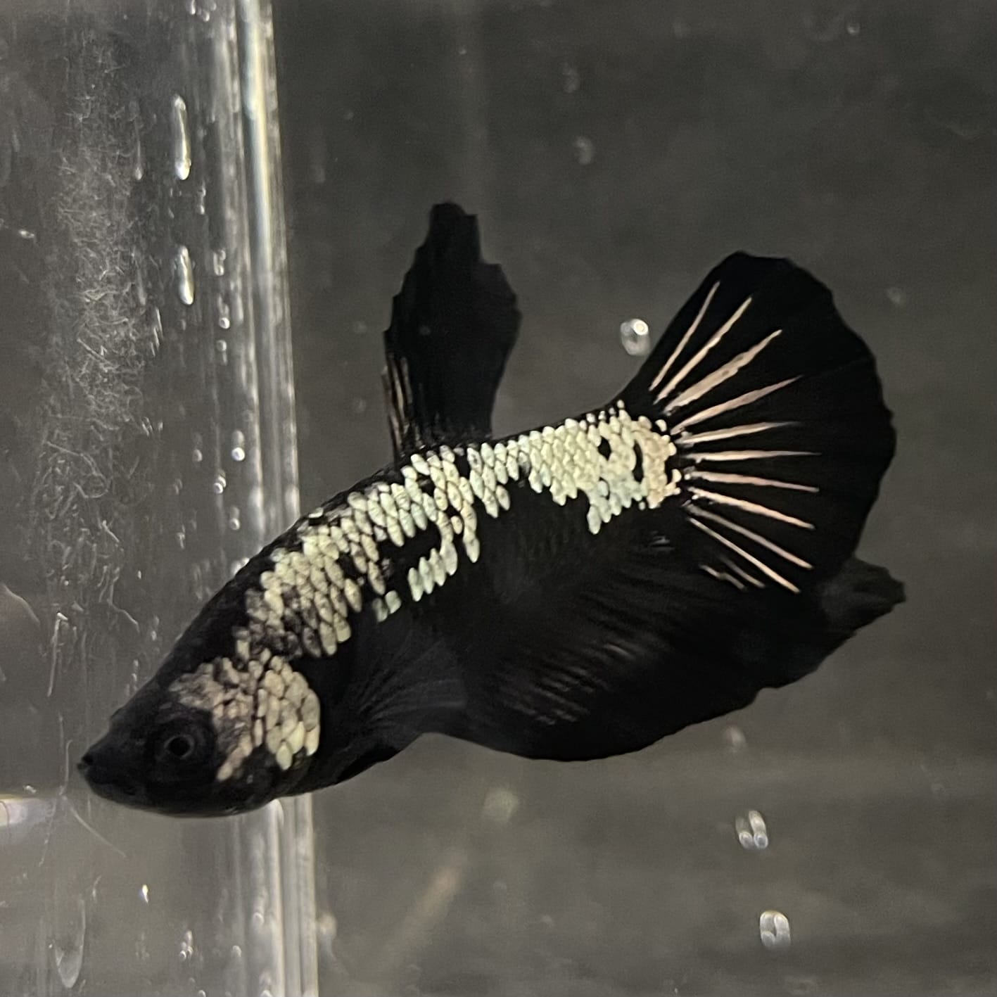 the-fish-farm Premium Male Betta Fancy Plakat Betta Male - One Only - 4 Buy this Premium Male Plakat Betta - One Only The Fish Farm Australia