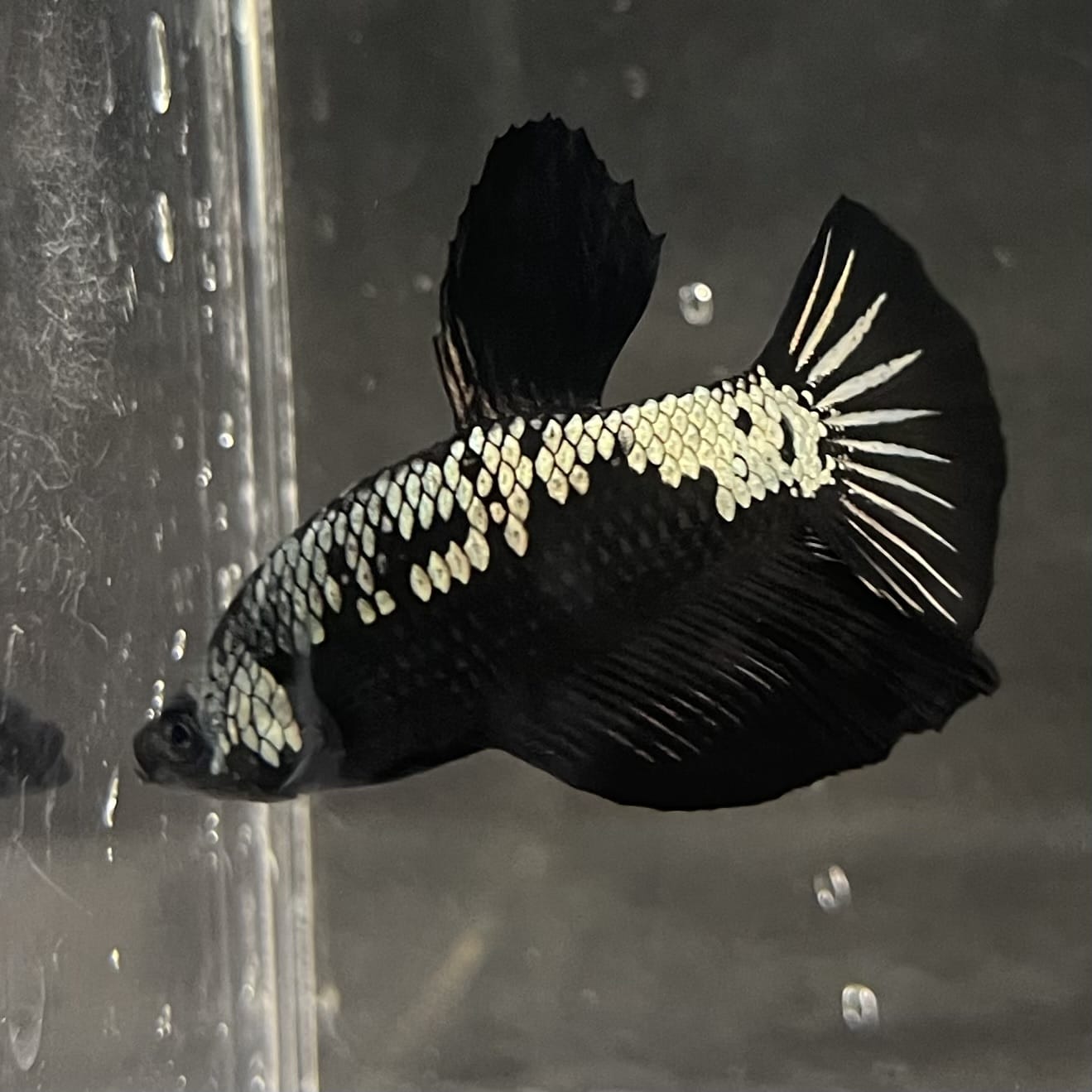 the-fish-farm Premium Male Betta Fancy Plakat Betta Male - One Only - 4 Buy this Premium Male Plakat Betta - One Only The Fish Farm Australia