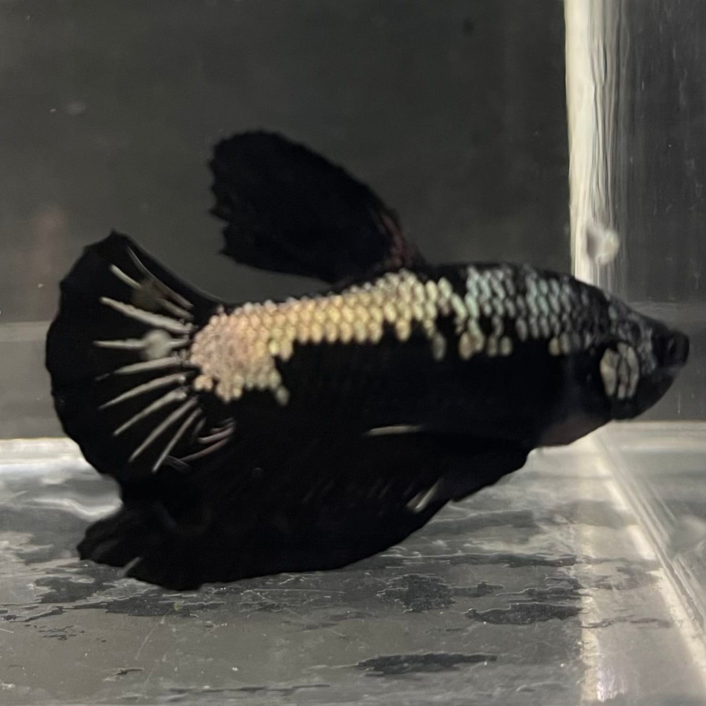 the-fish-farm Premium Male Betta Fancy Plakat Betta Male - One Only - 4 Buy this Premium Male Plakat Betta - One Only The Fish Farm Australia