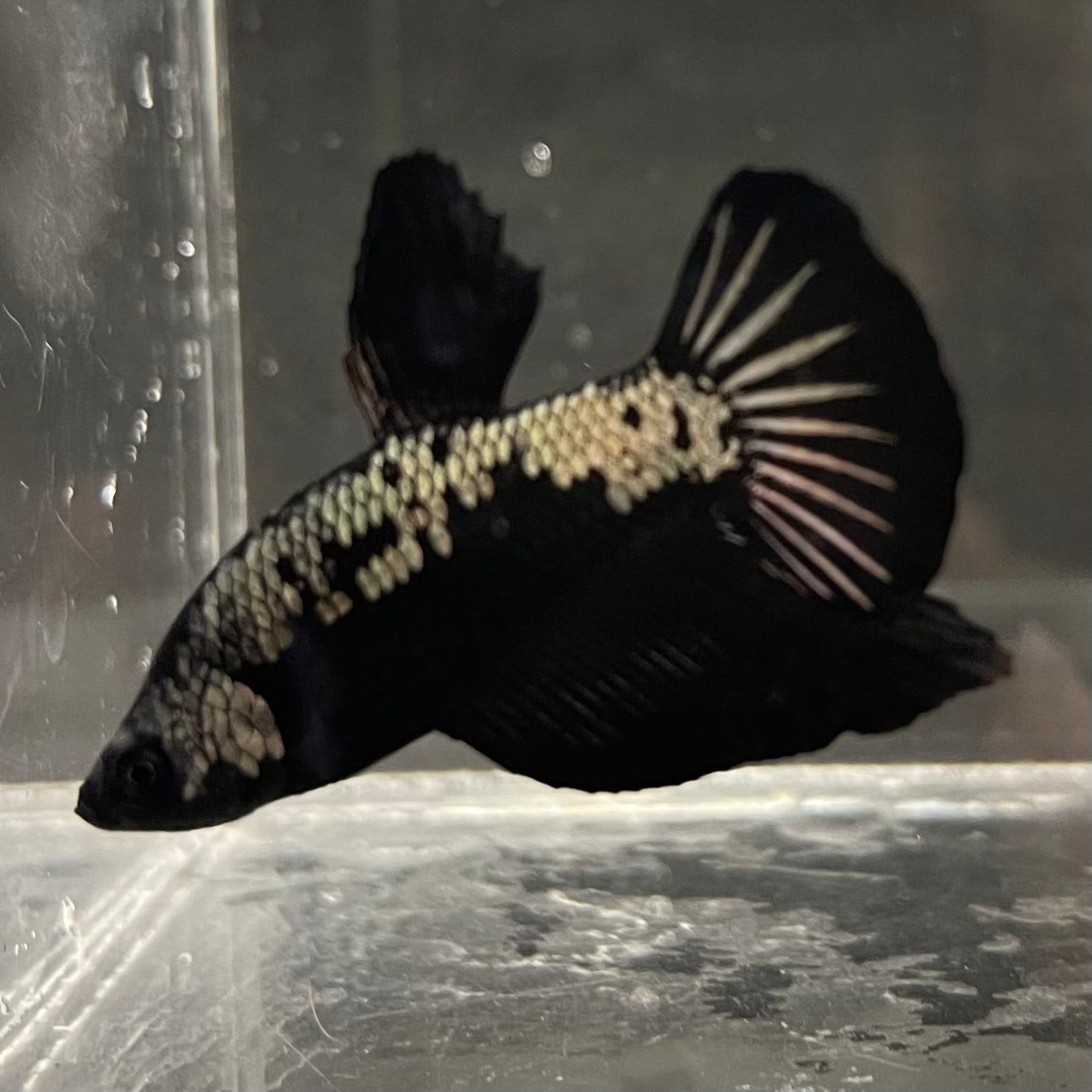 the-fish-farm Premium Male Betta Fancy Plakat Betta Male - One Only - 4 Buy this Premium Male Plakat Betta - One Only The Fish Farm Australia