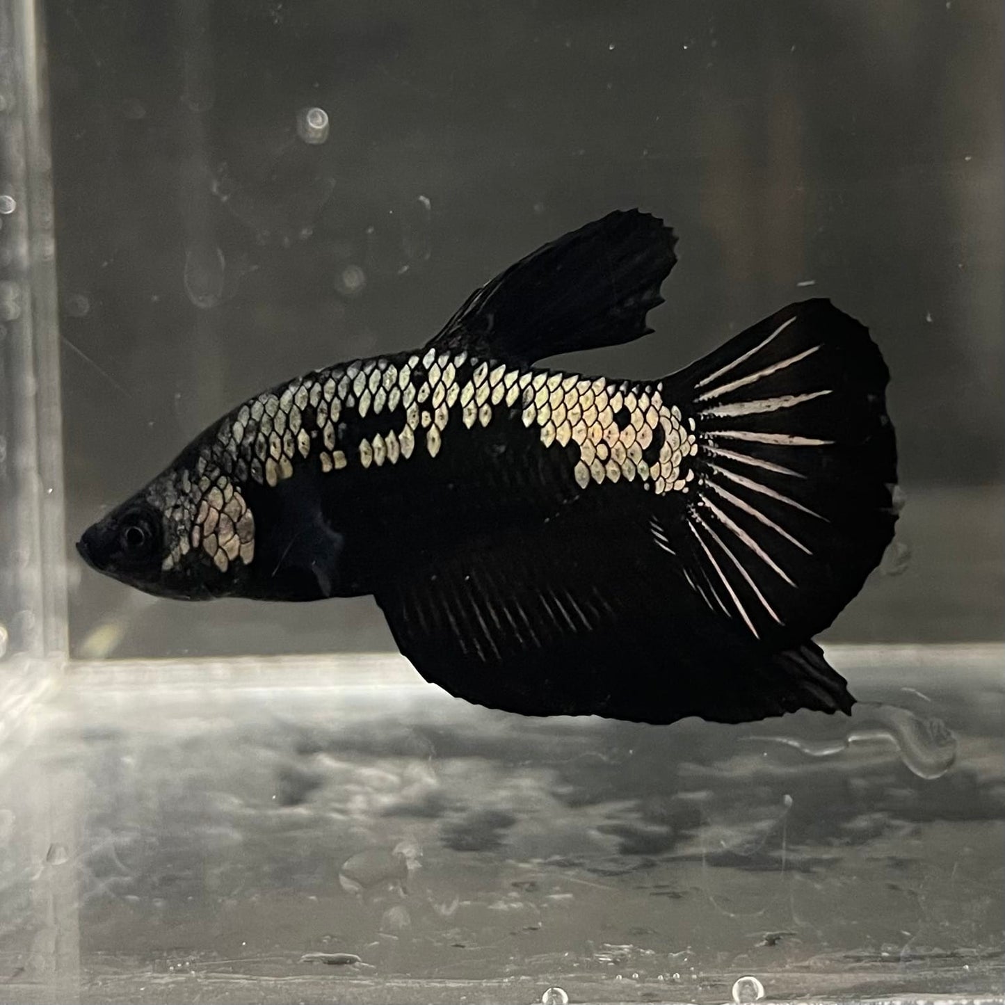 the-fish-farm Premium Male Betta Fancy Plakat Betta Male - One Only - 4 Buy this Premium Male Plakat Betta - One Only The Fish Farm Australia