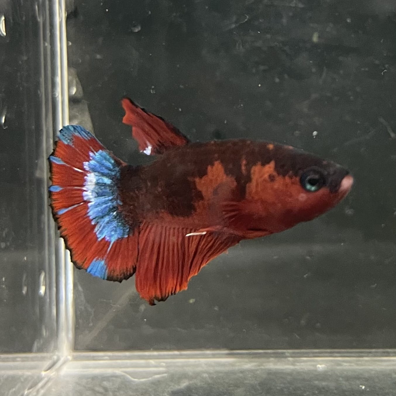 the-fish-farm Premium Male Betta Fancy Plakat Betta Male - One Only - 4 Buy this Premium Male Plakat Betta - One Only The Fish Farm Australia