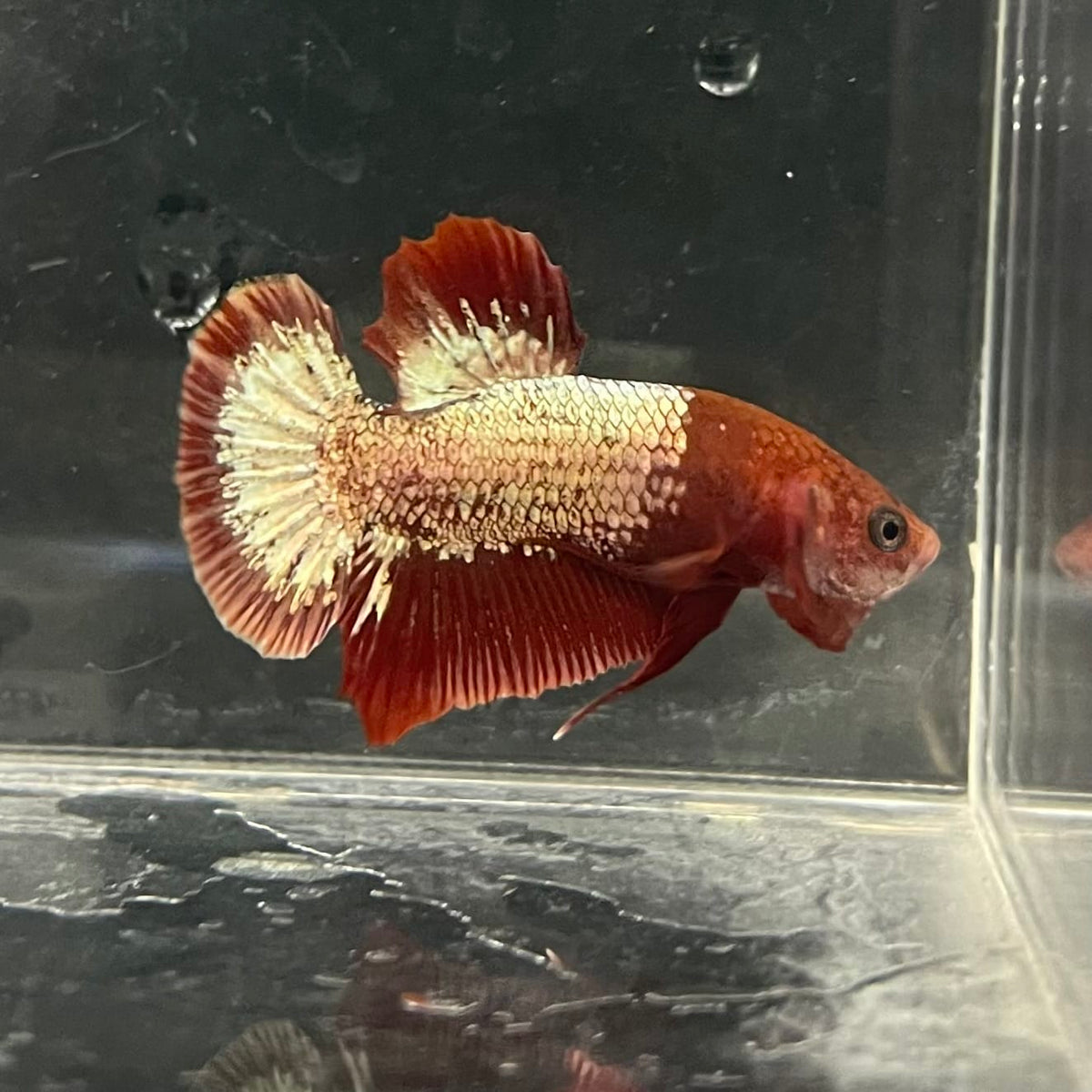 the-fish-farm Premium Male Betta Fancy Plakat Betta Male - One Only - 4 Buy this Premium Male Plakat Betta - One Only The Fish Farm Australia