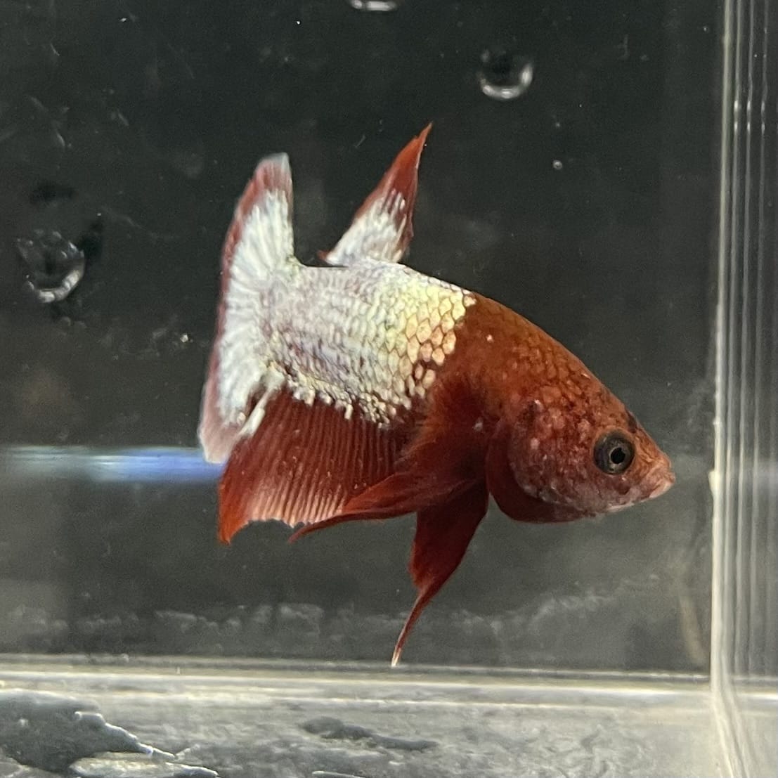 the-fish-farm Premium Male Betta Fancy Plakat Betta Male - One Only - 4 Buy this Premium Male Plakat Betta - One Only The Fish Farm Australia