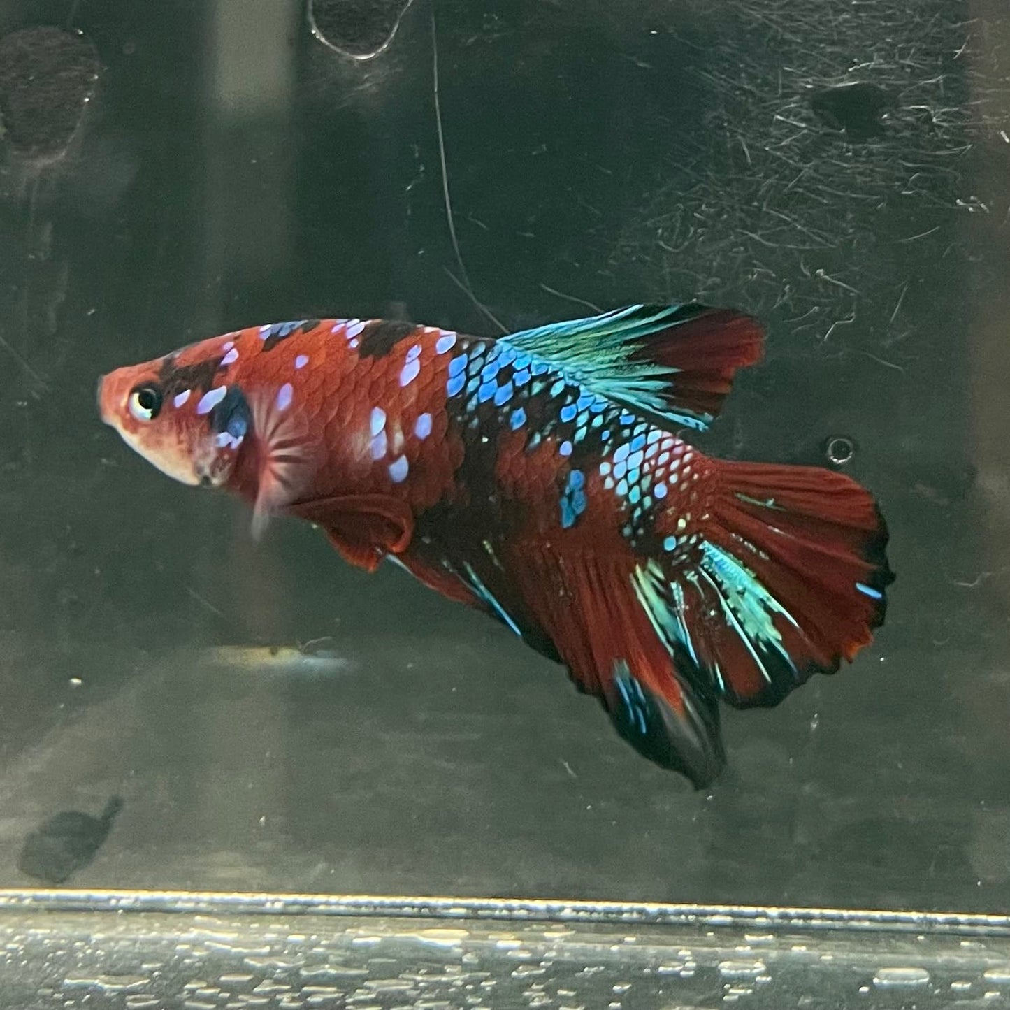 the-fish-farm Premium Male Betta Fancy Plakat Betta Male - One Only - 5 Buy this Premium Male Plakat Betta - One Only The Fish Farm Australia