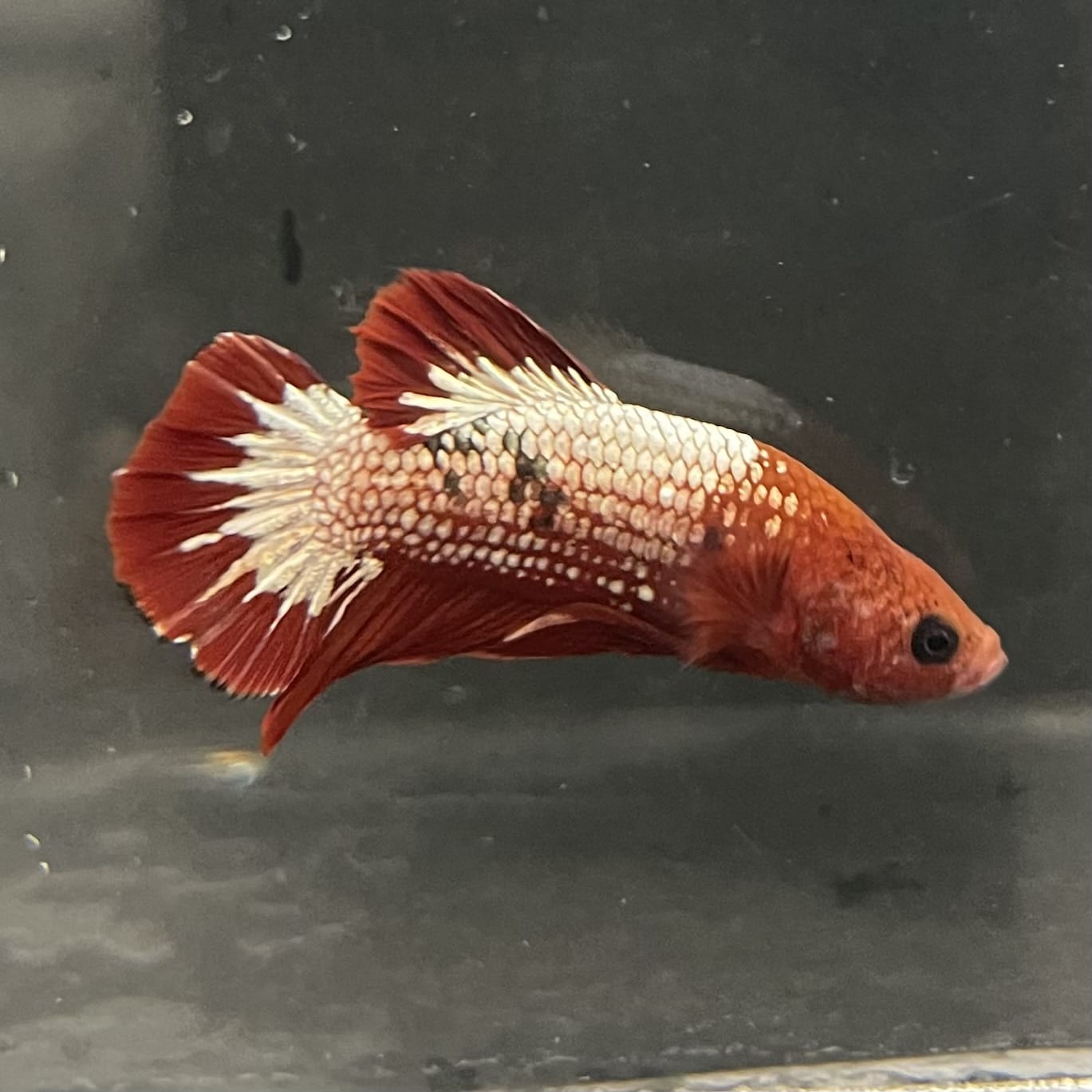 the-fish-farm Premium Male Betta Fancy Plakat Betta Male - One Only - 5 Buy this Premium Male Plakat Betta - One Only The Fish Farm Australia