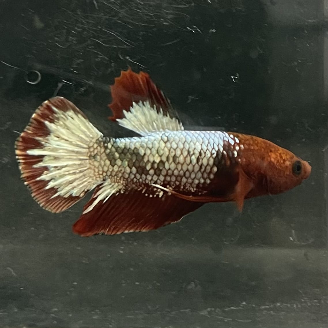 the-fish-farm Premium Male Betta Fancy Plakat Betta Male - One Only - 5 Buy this Premium Male Plakat Betta - One Only The Fish Farm Australia