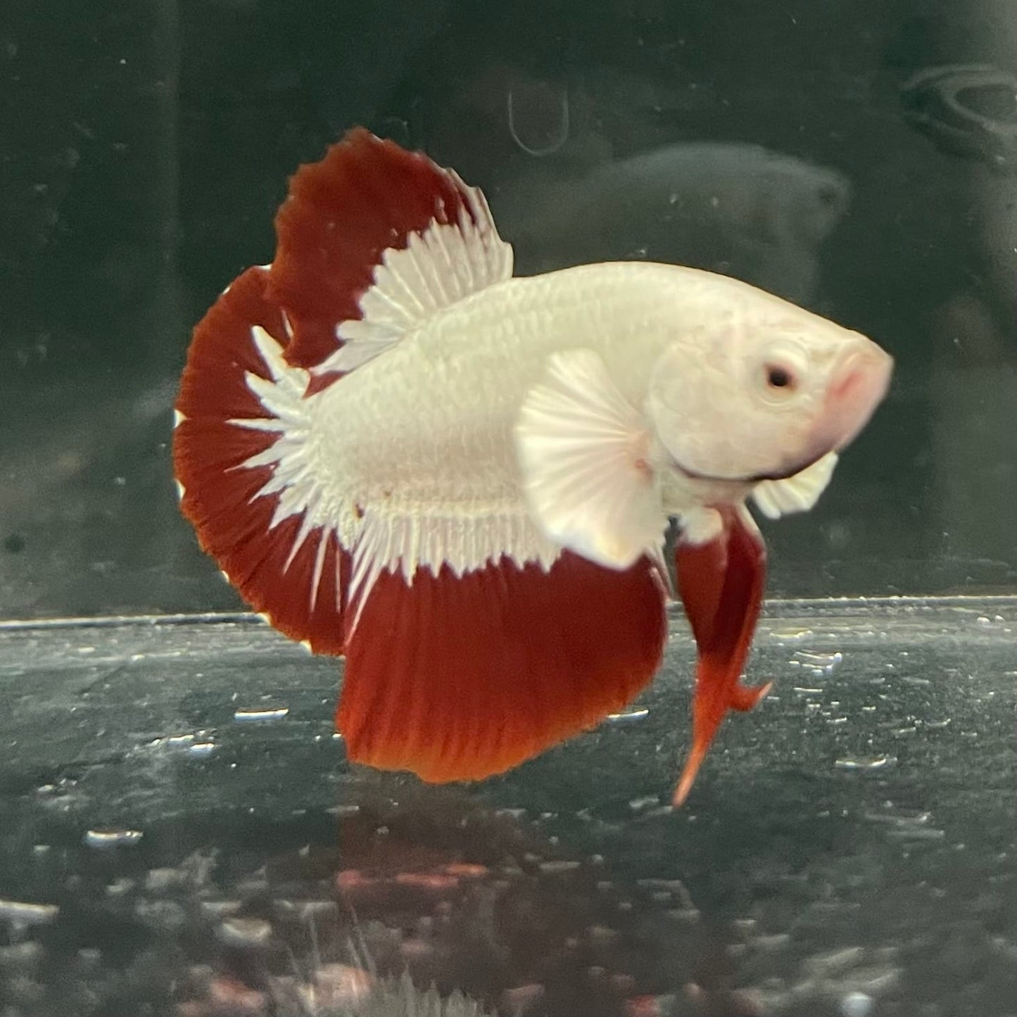 the-fish-farm Premium Male Betta Fancy Plakat Betta Male - One Only - 6 Buy this Premium Male Plakat Betta - One Only The Fish Farm Australia