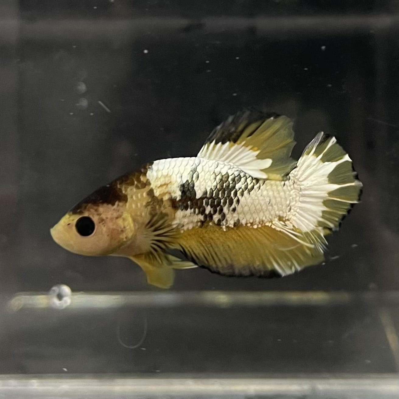 the-fish-farm Premium Male Betta Fancy Plakat Betta Male - One Only - 6 Buy this Premium Male Plakat Betta - One Only The Fish Farm Australia