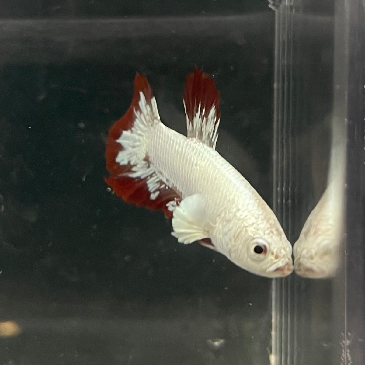 the-fish-farm Premium Male Betta Fancy Plakat Betta Male - One Only - 6 Buy this Premium Male Plakat Betta - One Only The Fish Farm Australia