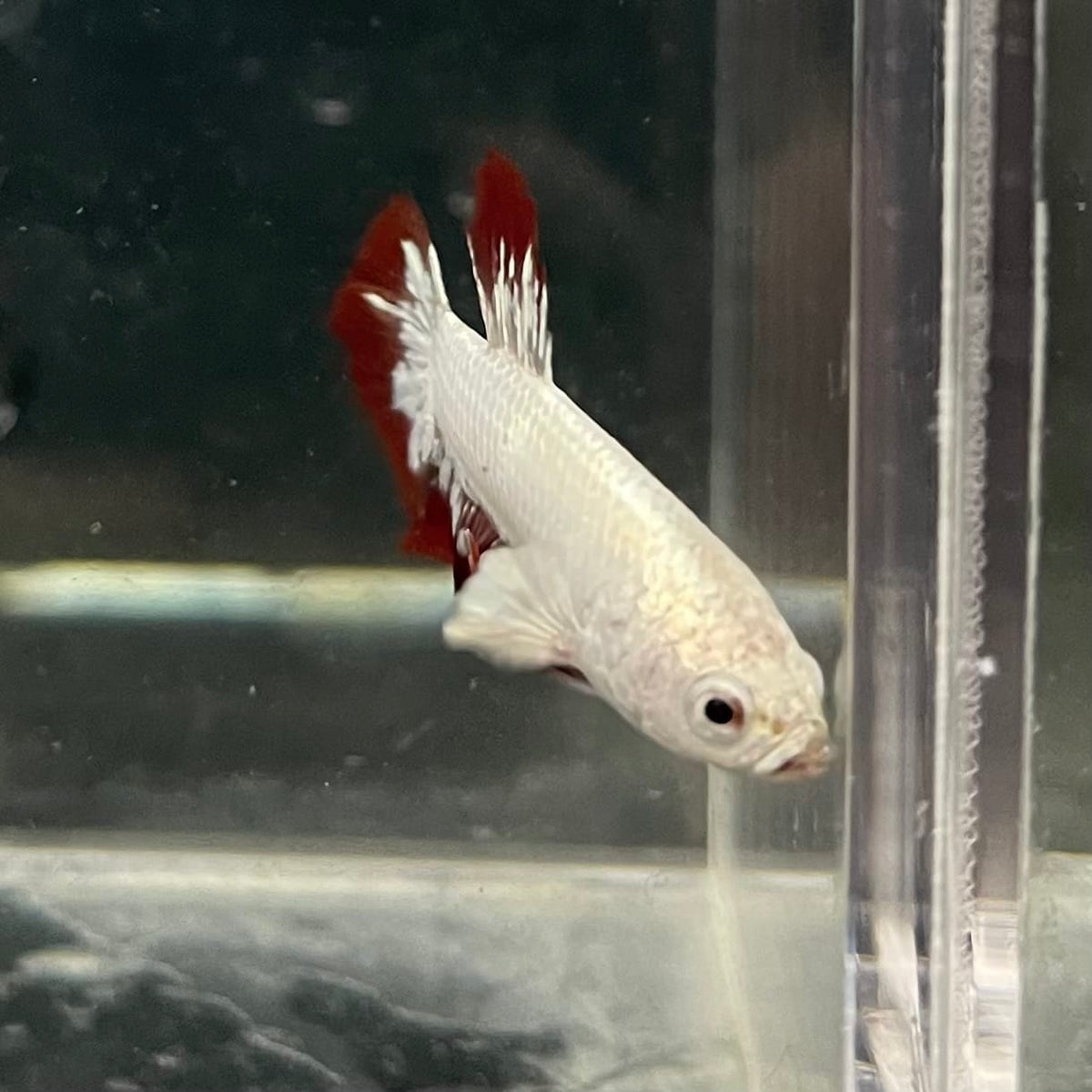 the-fish-farm Premium Male Betta Fancy Plakat Betta Male - One Only - 6 Buy this Premium Male Plakat Betta - One Only The Fish Farm Australia