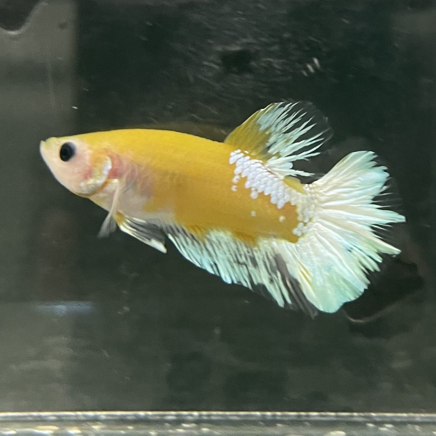 the-fish-farm Premium Male Betta Fancy Plakat Betta Male - One Only - 7 Buy this Premium Male Plakat Betta - One Only The Fish Farm Australia
