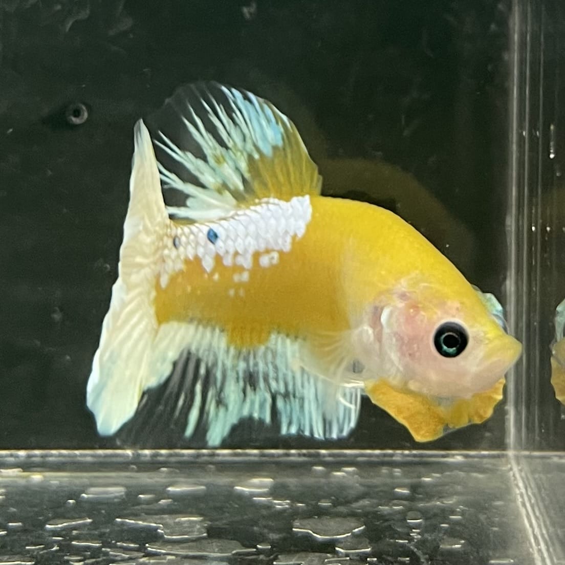 the-fish-farm Premium Male Betta Fancy Plakat Betta Male - One Only - 7 Buy this Premium Male Plakat Betta - One Only The Fish Farm Australia