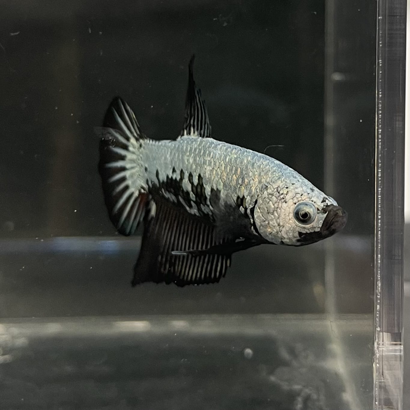 the-fish-farm Premium Male Betta Fancy Plakat Betta Male - One Only - 7 Buy this Premium Male Plakat Betta - One Only The Fish Farm Australia