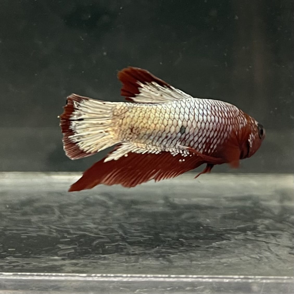 the-fish-farm Premium Male Betta Fancy Plakat Betta Male - One Only - 7 Buy this Premium Male Plakat Betta - One Only The Fish Farm Australia