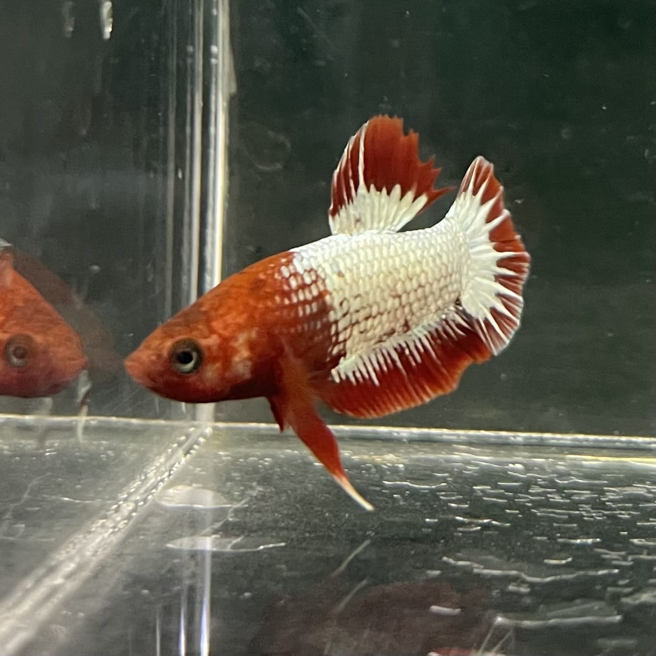 the-fish-farm Premium Male Betta Fancy Plakat Betta Male - One Only - 8 Buy this Premium Male Plakat Betta - One Only The Fish Farm Australia