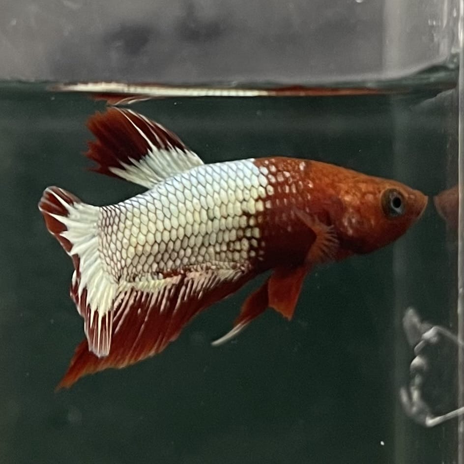 the-fish-farm Premium Male Betta Fancy Plakat Betta Male - One Only - 8 Buy this Premium Male Plakat Betta - One Only The Fish Farm Australia