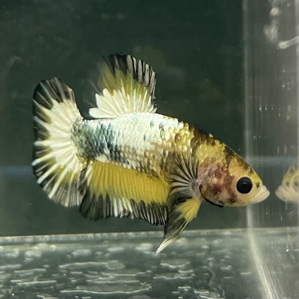 the-fish-farm Premium Male Betta Fancy Plakat Betta Male - One Only - 9 Buy this Premium Male Plakat Betta - One Only The Fish Farm Australia