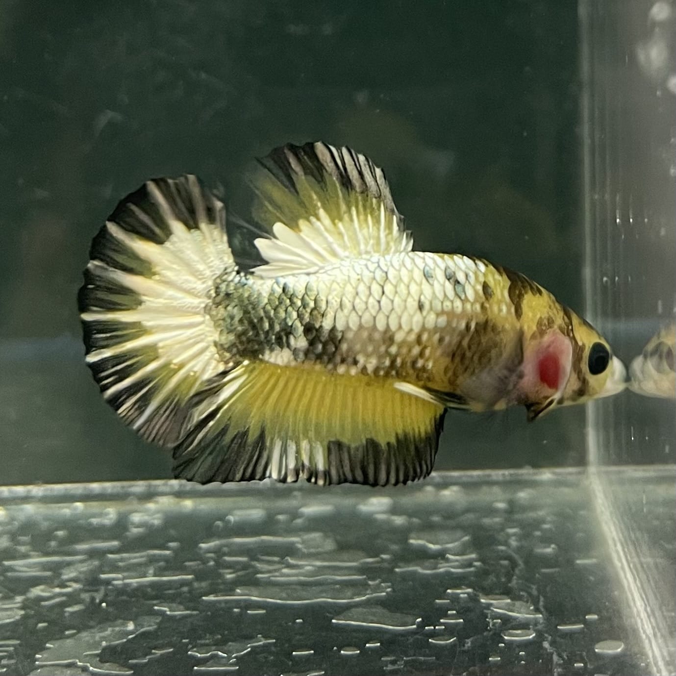the-fish-farm Premium Male Betta Fancy Plakat Betta Male - One Only - 9 Buy this Premium Male Plakat Betta - One Only The Fish Farm Australia