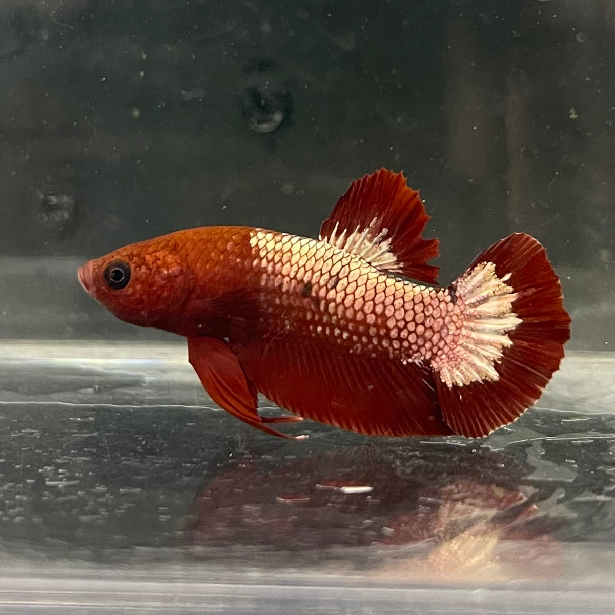 the-fish-farm Premium Male Betta Fancy Plakat Betta Male - One Only - 9 Buy this Premium Male Plakat Betta - One Only The Fish Farm Australia