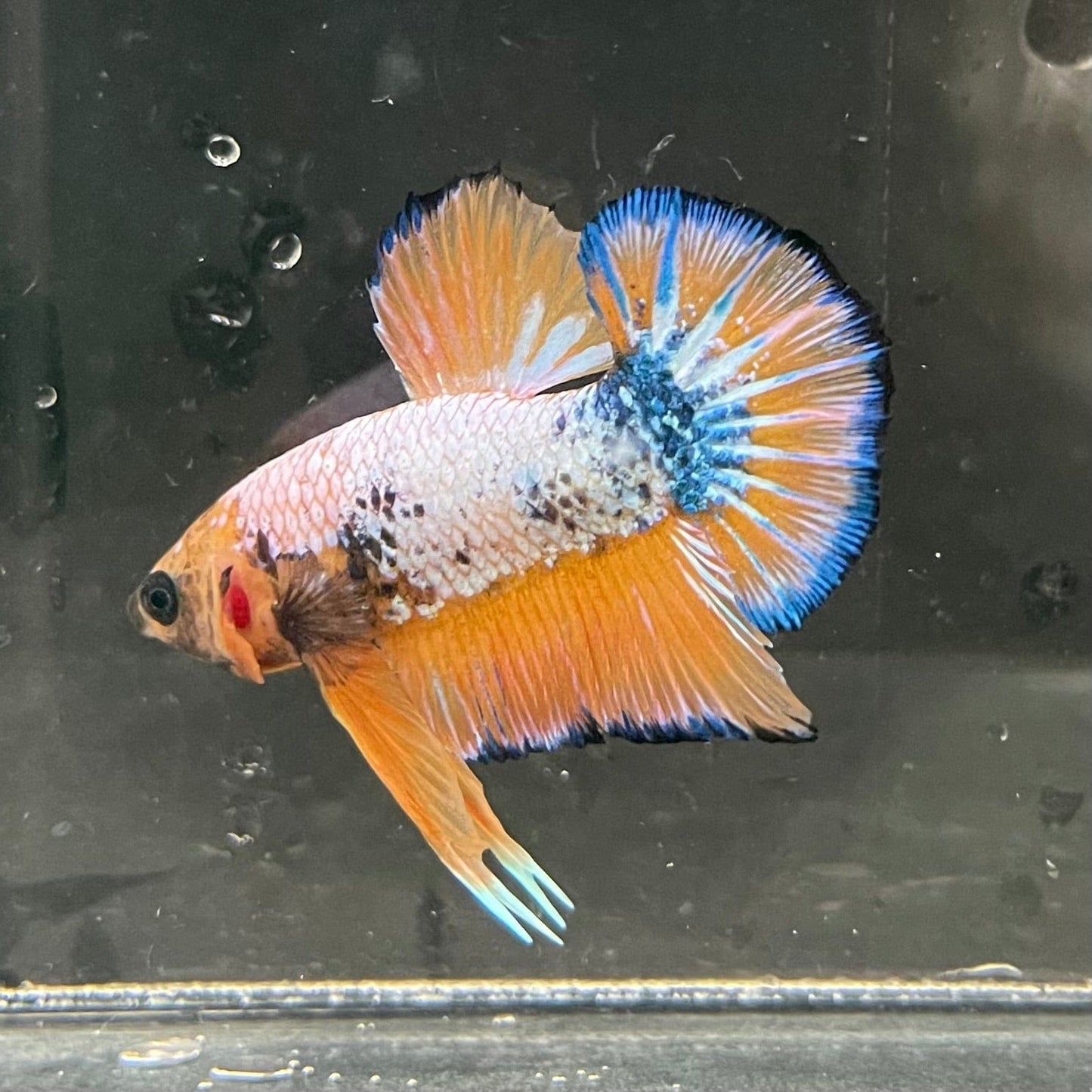 the-fish-farm Premium Male Betta Fancy Plakat Premium Male Betta - One Only - 5 Choose your favourite Premuium Fancy Plakat Male Betta - The Fish Farm