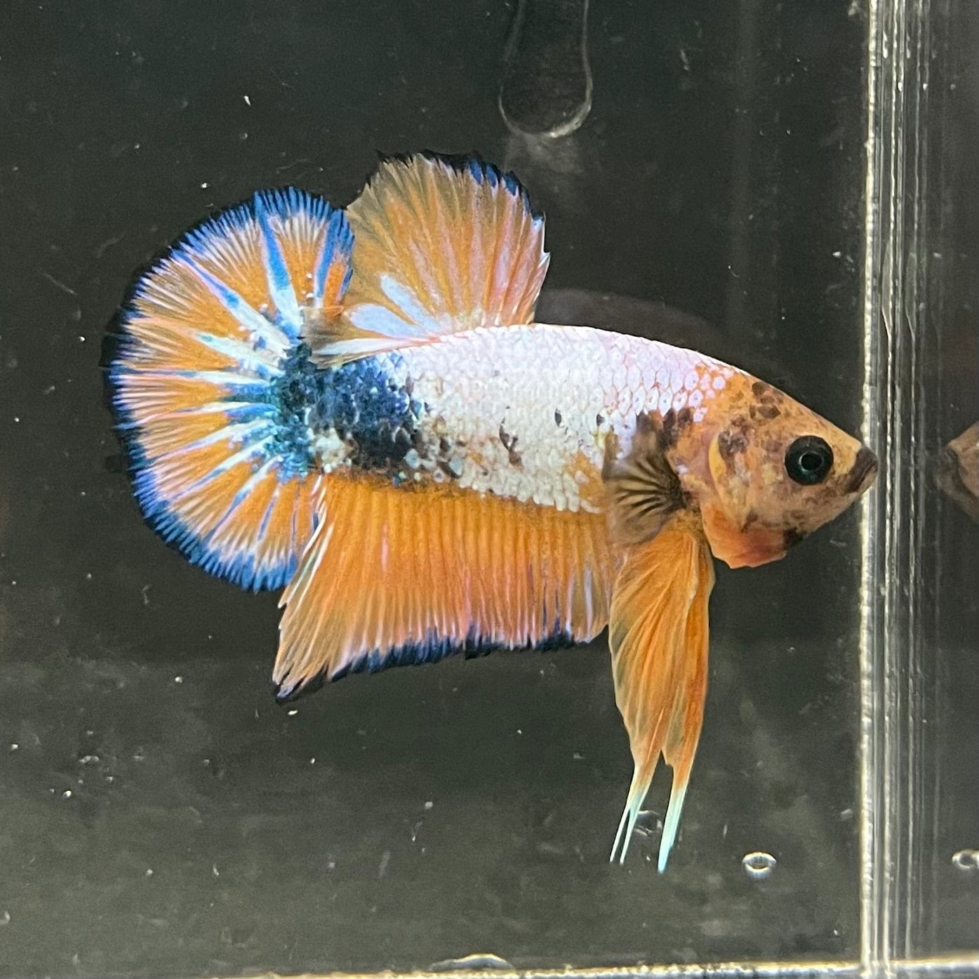 the-fish-farm Premium Male Betta Fancy Plakat Premium Male Betta - One Only - 5 Choose your favourite Premuium Fancy Plakat Male Betta - The Fish Farm