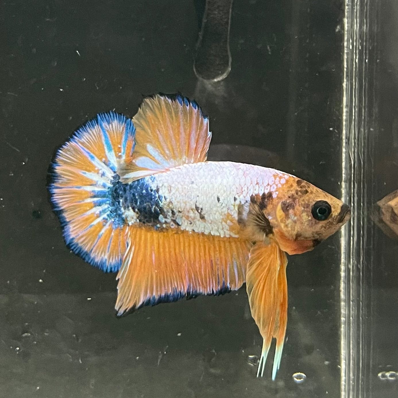 the-fish-farm Premium Male Betta Fancy Plakat Premium Male Betta - One Only - 5 Choose your favourite Premuium Fancy Plakat Male Betta - The Fish Farm