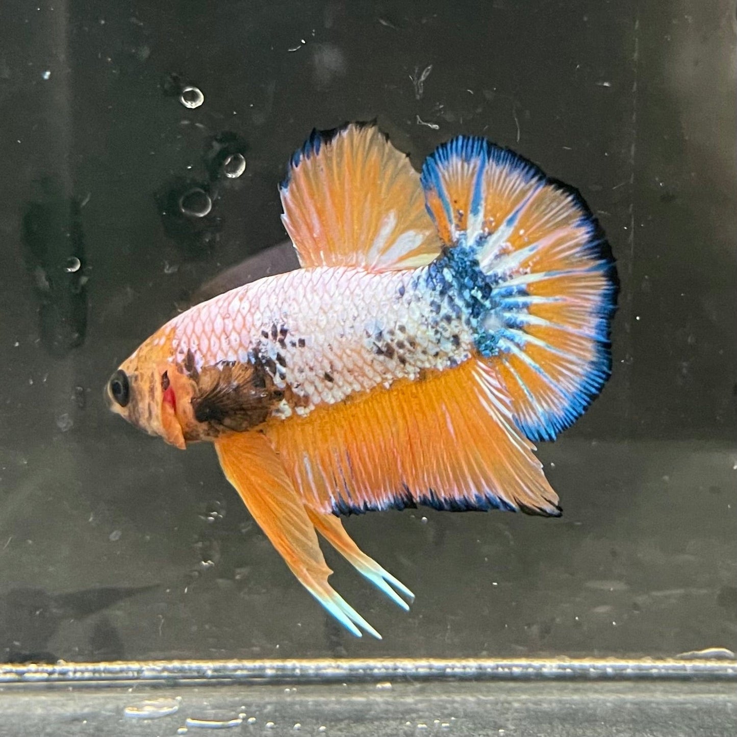 the-fish-farm Premium Male Betta Fancy Plakat Premium Male Betta - One Only - 5 Choose your favourite Premuium Fancy Plakat Male Betta - The Fish Farm