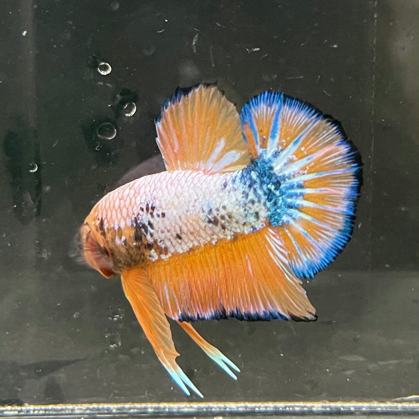 the-fish-farm Premium Male Betta Fancy Plakat Premium Male Betta - One Only - 5 Choose your favourite Premuium Fancy Plakat Male Betta - The Fish Farm