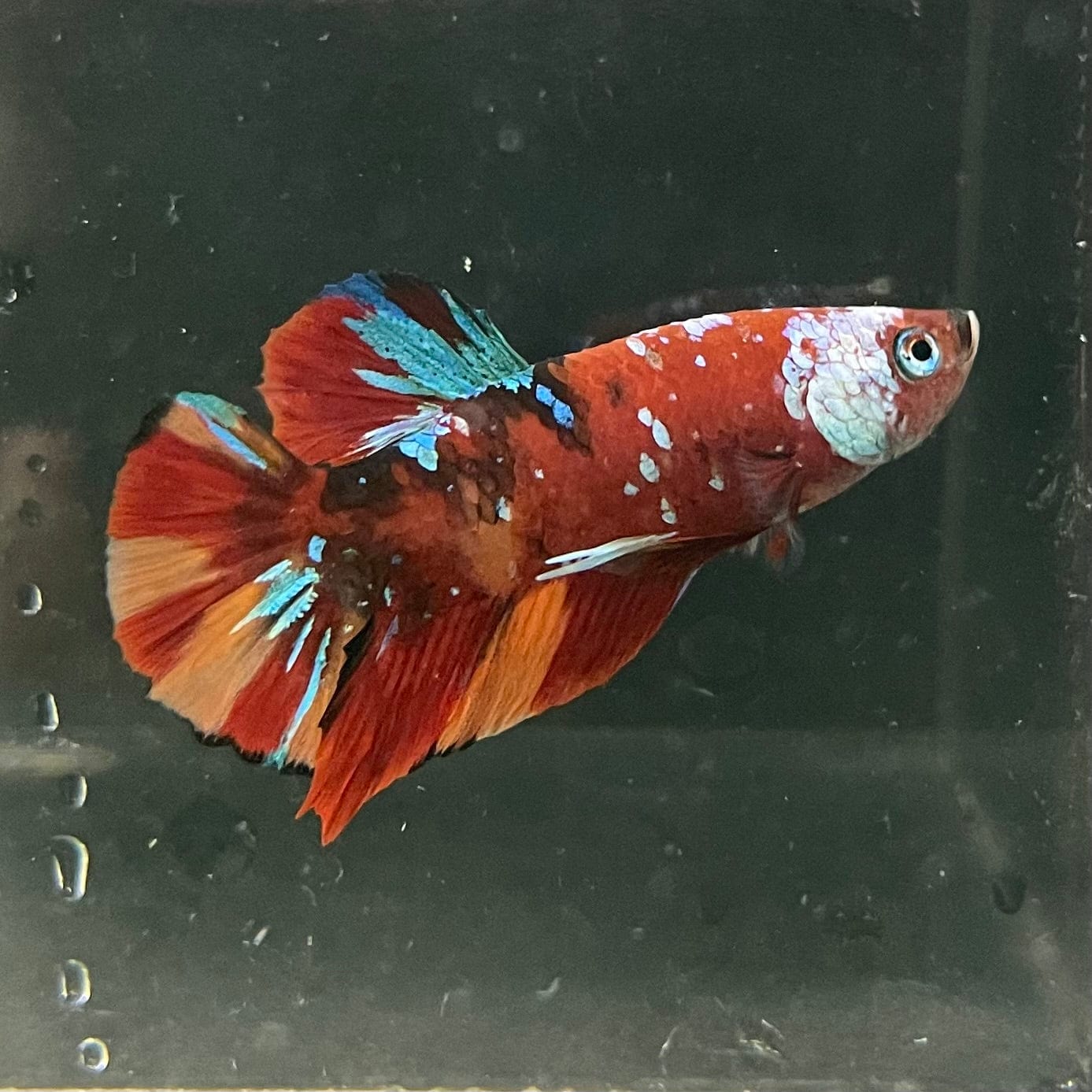 the-fish-farm Premium Male Betta Galaxy Koi Premium Male Betta - One Only - 1 Find a range of Galaxy Koi Male Bettas at The Fish Farm Australia