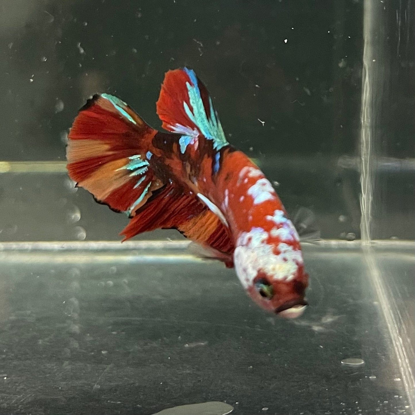 the-fish-farm Premium Male Betta Galaxy Koi Premium Male Betta - One Only - 1 Find a range of Galaxy Koi Male Bettas at The Fish Farm Australia