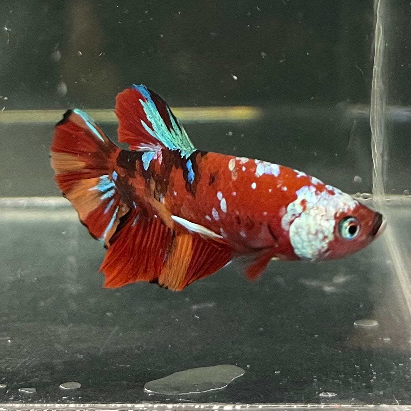 the-fish-farm Premium Male Betta Galaxy Koi Premium Male Betta - One Only - 1 Find a range of Galaxy Koi Male Bettas at The Fish Farm Australia