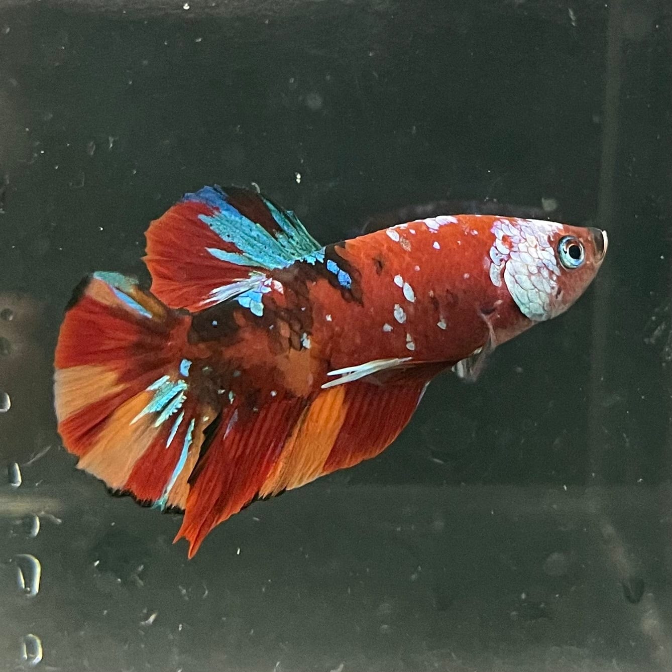 the-fish-farm Premium Male Betta Galaxy Koi Premium Male Betta - One Only - 1 Find a range of Galaxy Koi Male Bettas at The Fish Farm Australia